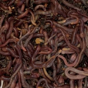 Red Wiggler Worms (250 pack)