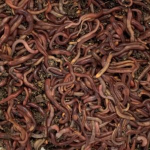 Red Wiggler Worms (500 pack)