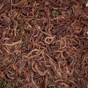 Red Wiggler Worms (1000 pack)